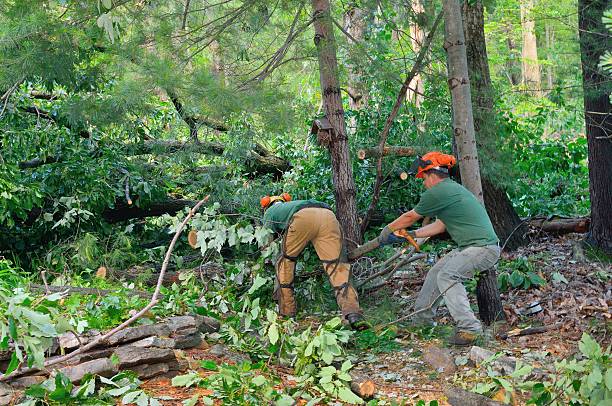 Best Tree Removal for Businesses  in USA